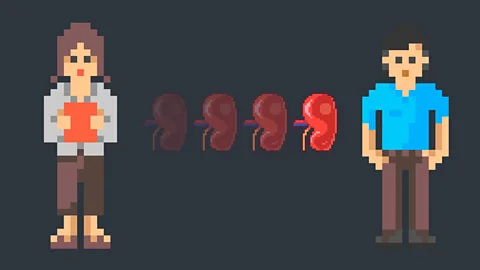 BBC/Getty In one study, about one-fifth of living kidney donors were wives giving to their husbands (Credit: BBC/Getty)