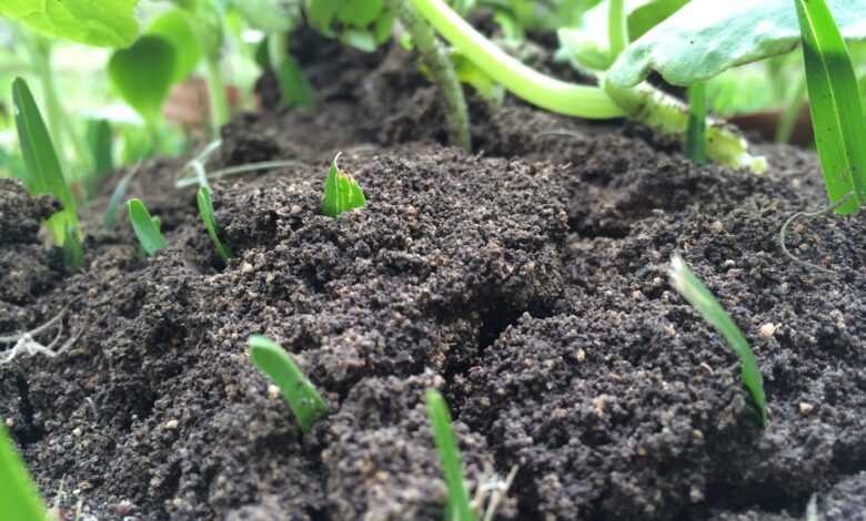 Community Mentoring for teenage boys